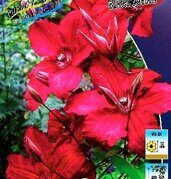 Клематис Кардинал Вышински Clematis Kardynal Wyszynski