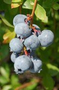Голубика Блю Суэйд Vaccinium corymbosum Blue Suede