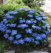 Гортензия крупнолистовая Блаумейзе Hydrangea macrophylla Blaumeise