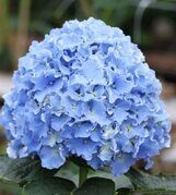 Гортензия крупнолистовая Спайк Hydrangea macrophylla Spike®