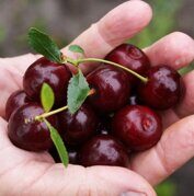 Вишня Кармин Джуел Prunus x Carmine Jewel