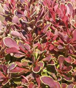 Барбарис Тунберга Голден Руби Berberis thunbergii Golden Ruby