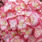 Гортензия крупнолистовая Мисс Саори Hydrangea macrophylla Miss Saori