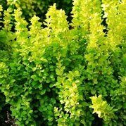 Барбарис Тунберга Мария Berberis thunbergii Maria